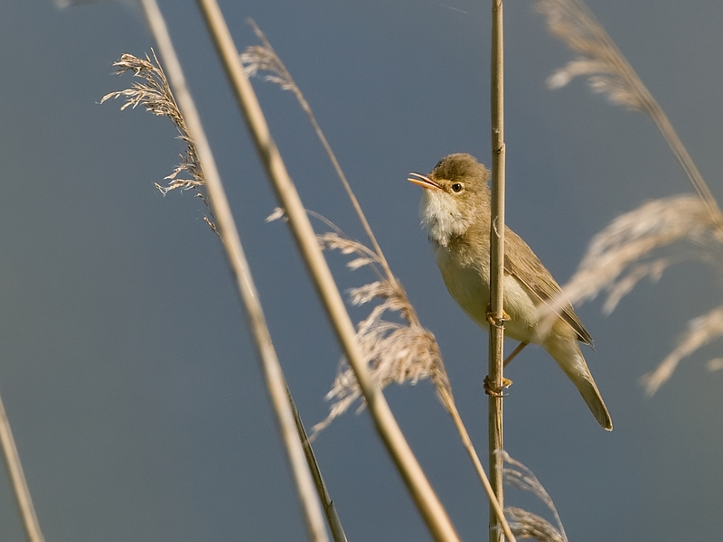 Acrocephalus palustris Bosrietzanger Marsh Warbler